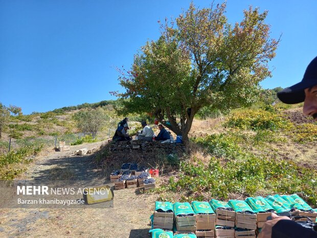 Harvesting black grapes in Kordestan
