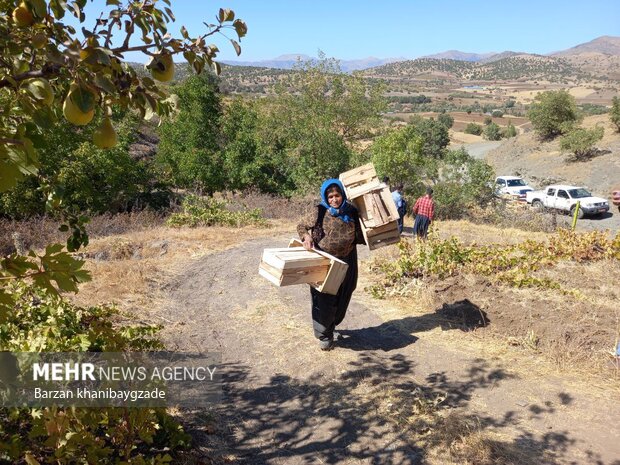 Harvesting black grapes in Kordestan
