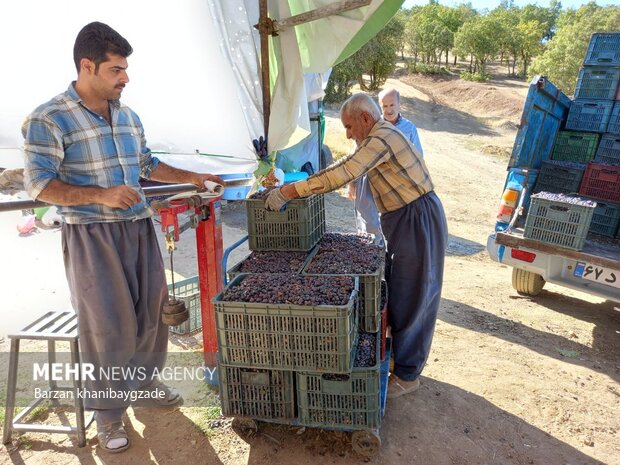 Harvesting black grapes in Kordestan
