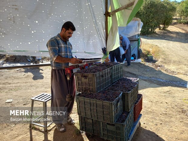 Harvesting black grapes in Kordestan
