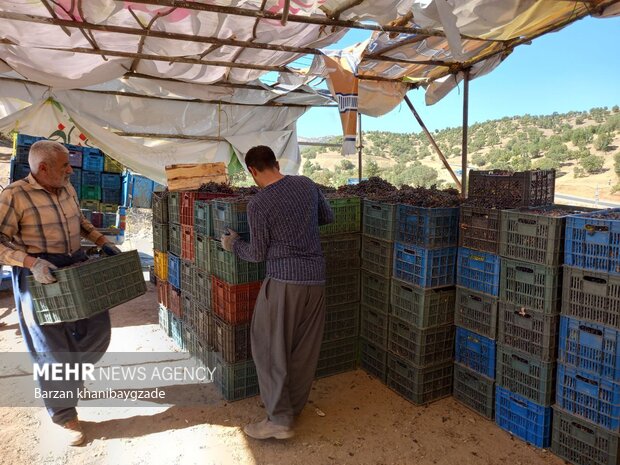 Harvesting black grapes in Kordestan
