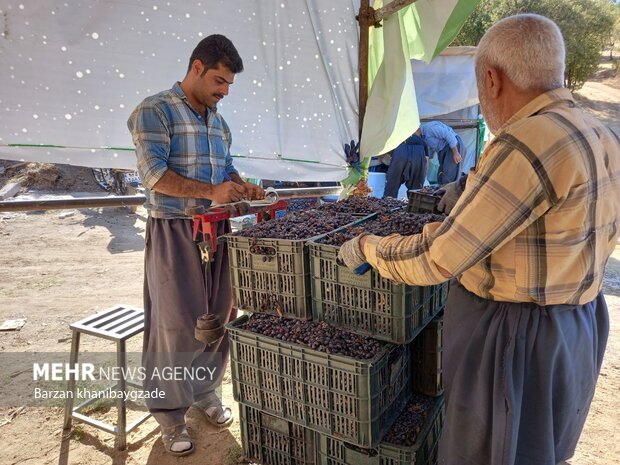 مشارکت روستاییان مرزنشین در برداشت انگور سیاه صادراتی