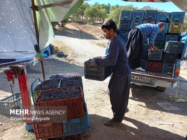 Harvesting black grapes in Kordestan

