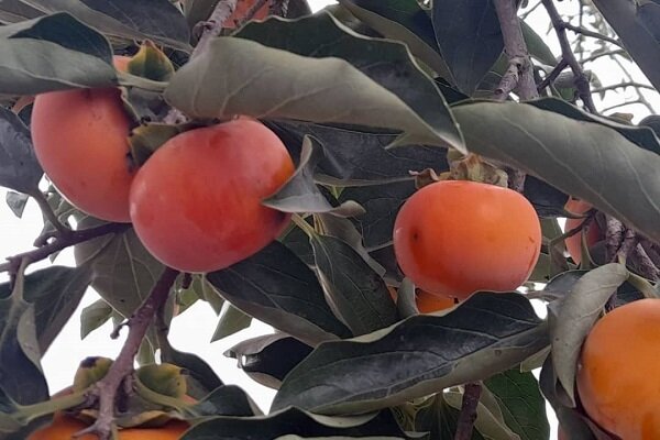 امسال ۳۶۹ تن میوه خرمالو در رودسر برداشت می شود