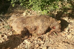 کشته شدن یک قلاده خرس قهوه ای در ایوان