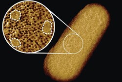 دقیق‌ترین تصویر از یک باکتری زنده برای شناسایی ابر میکروب‌ها
