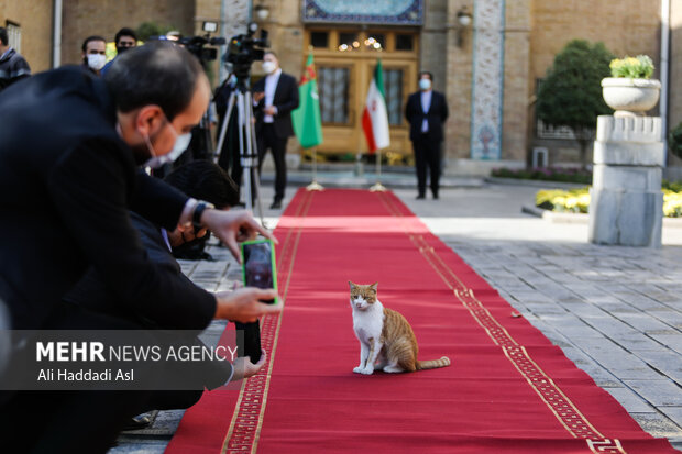 در حاشیه دیدار های وزیر امور خارجه گربه ای روی فرش قرمز مراسم نشسته است