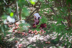 Pomegranate harvest in Alamut gardens