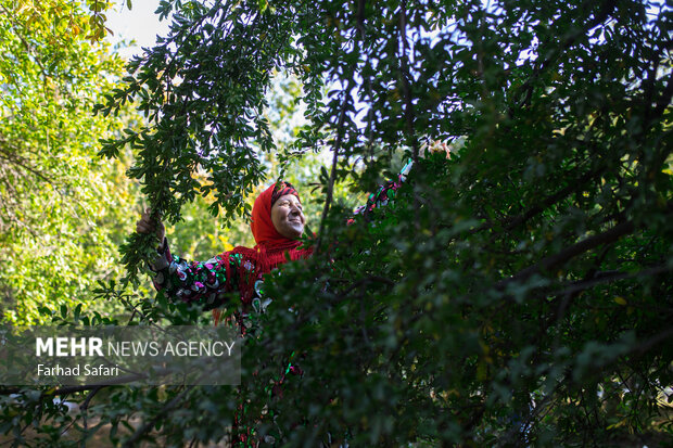 Pomegranate harvest in Alamut