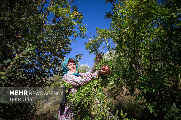 Pomegranate harvest in Alamut