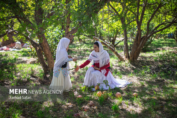 Pomegranate harvest in Alamut