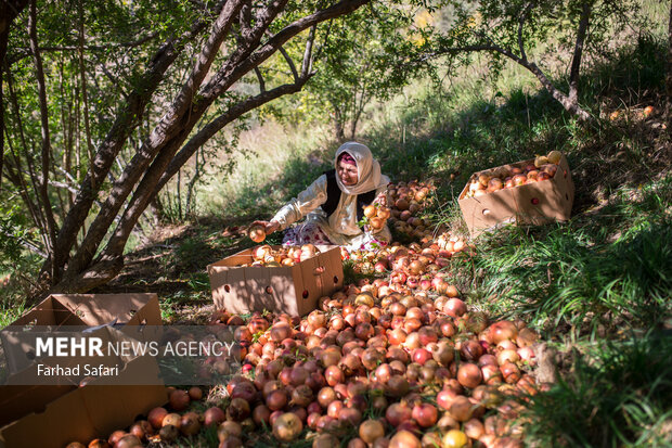 Pomegranate harvest in Alamut