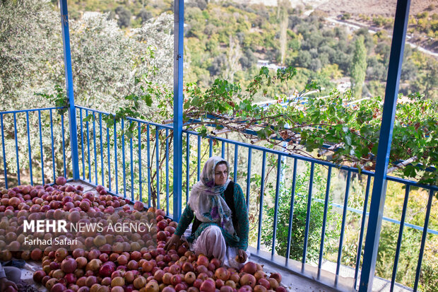 Pomegranate harvest in Alamut