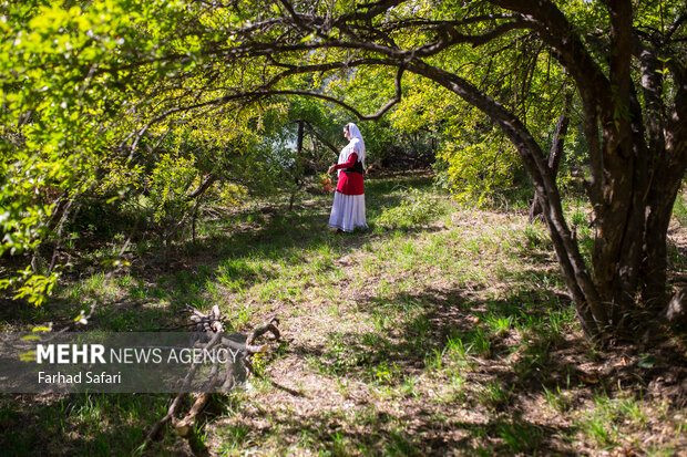 Pomegranate harvest in Alamut