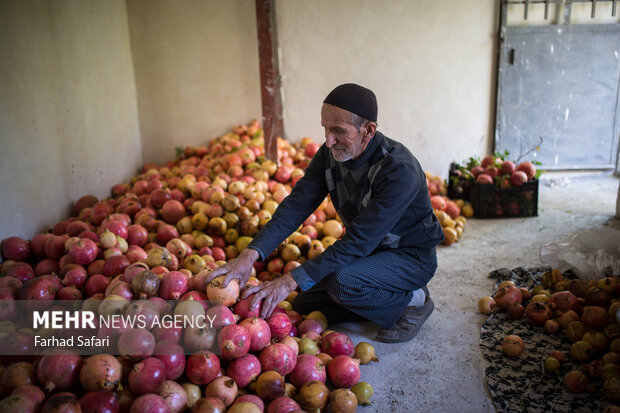 Pomegranate harvest in Alamut