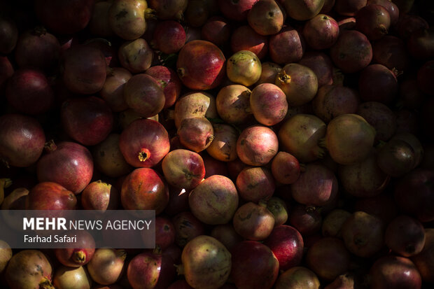 Pomegranate harvest in Alamut