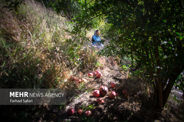 Pomegranate harvest in Alamut