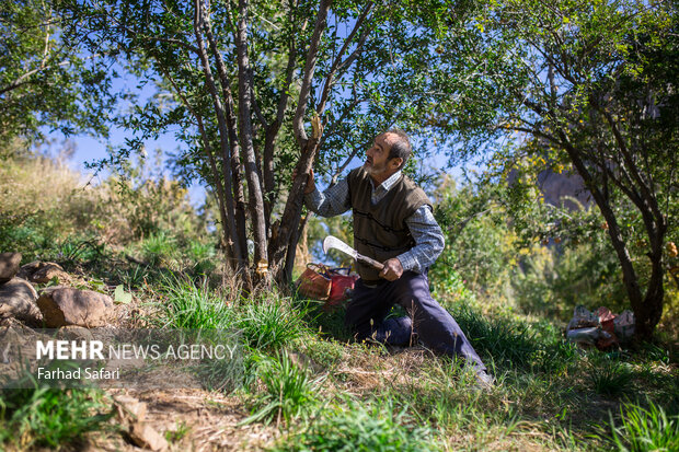 Pomegranate harvest in Alamut