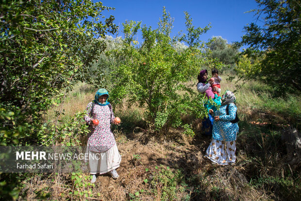 Pomegranate harvest in Alamut