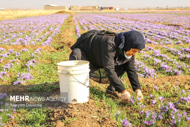 برداشت زعفران از مزارع خراسان شمالی