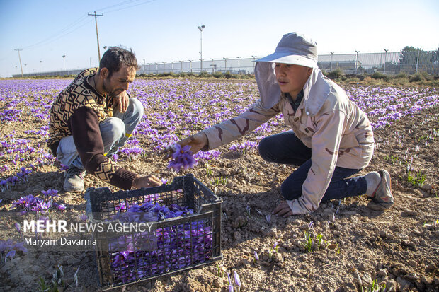 Saffron harvest in North Khorasan Prov.