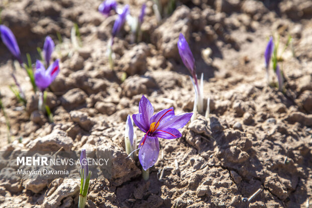 Saffron harvest in North Khorasan Prov.