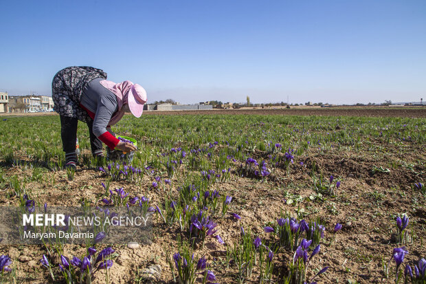 VIDEO: Harvesting saffron in Golestan Prov.