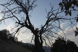 جنگل های بلوط سیروان از«لورانتوس»پاکسازی می شود