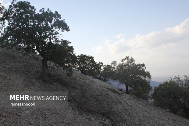 خشک شدن درختان بلوط - ایلام