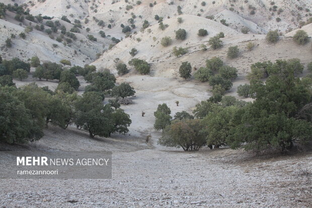 خشک شدن درختان بلوط - ایلام