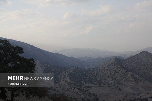 خشک شدن درختان بلوط - ایلام