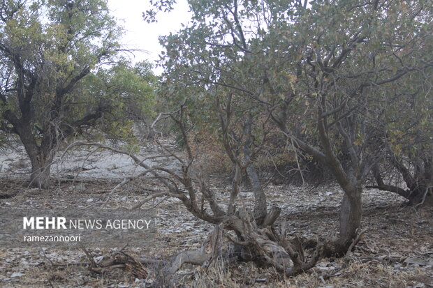 خشک شدن درختان بلوط - ایلام