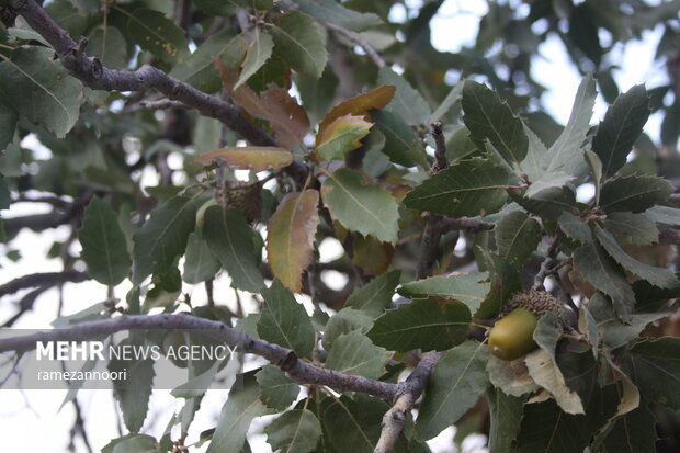 خشک شدن درختان بلوط - ایلام