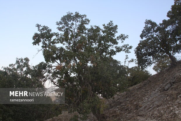 خشک شدن درختان بلوط - ایلام