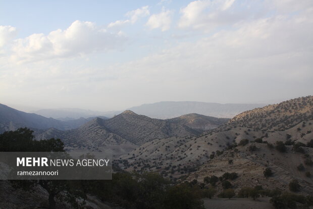 خشک شدن درختان بلوط - ایلام
