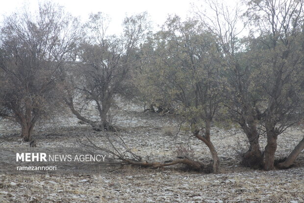 خشک شدن درختان بلوط - ایلام