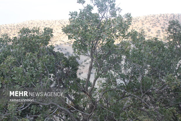 خشک شدن درختان بلوط - ایلام