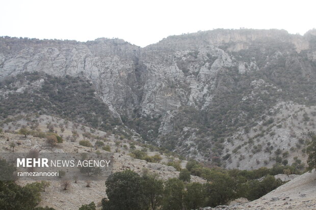 خشک شدن درختان بلوط - ایلام