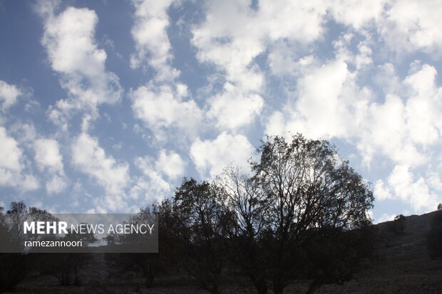 خشک شدن درختان بلوط - ایلام