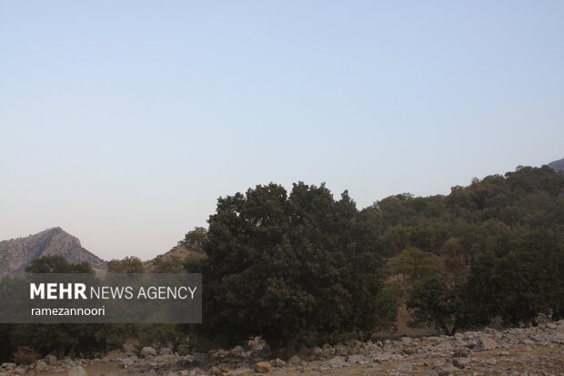 خشک شدن درختان بلوط - ایلام