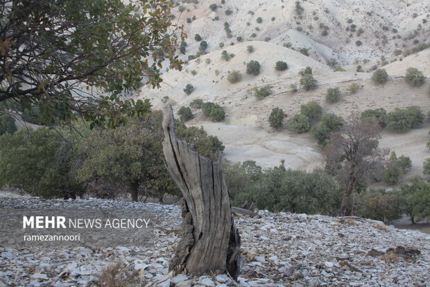 خشک شدن درختان بلوط - ایلام
