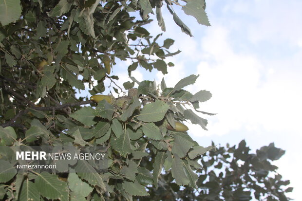 خشک شدن درختان بلوط - ایلام