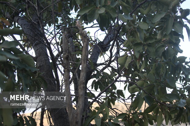 خشک شدن درختان بلوط - ایلام