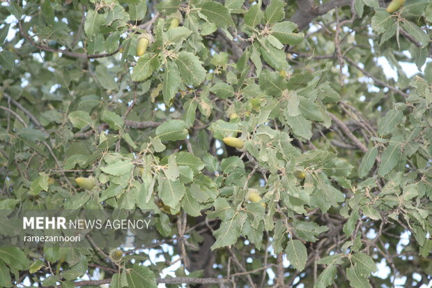 خشک شدن درختان بلوط - ایلام