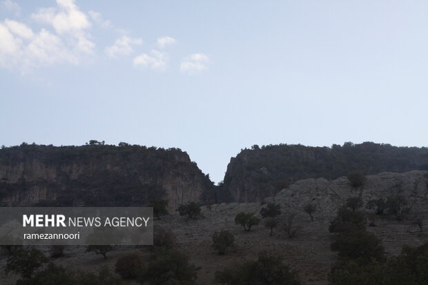 خشک شدن درختان بلوط - ایلام