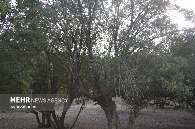 خشک شدن درختان بلوط - ایلام