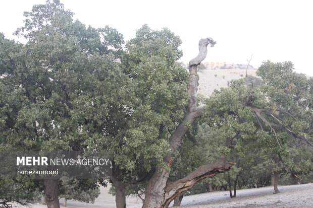 خشک شدن درختان بلوط - ایلام
