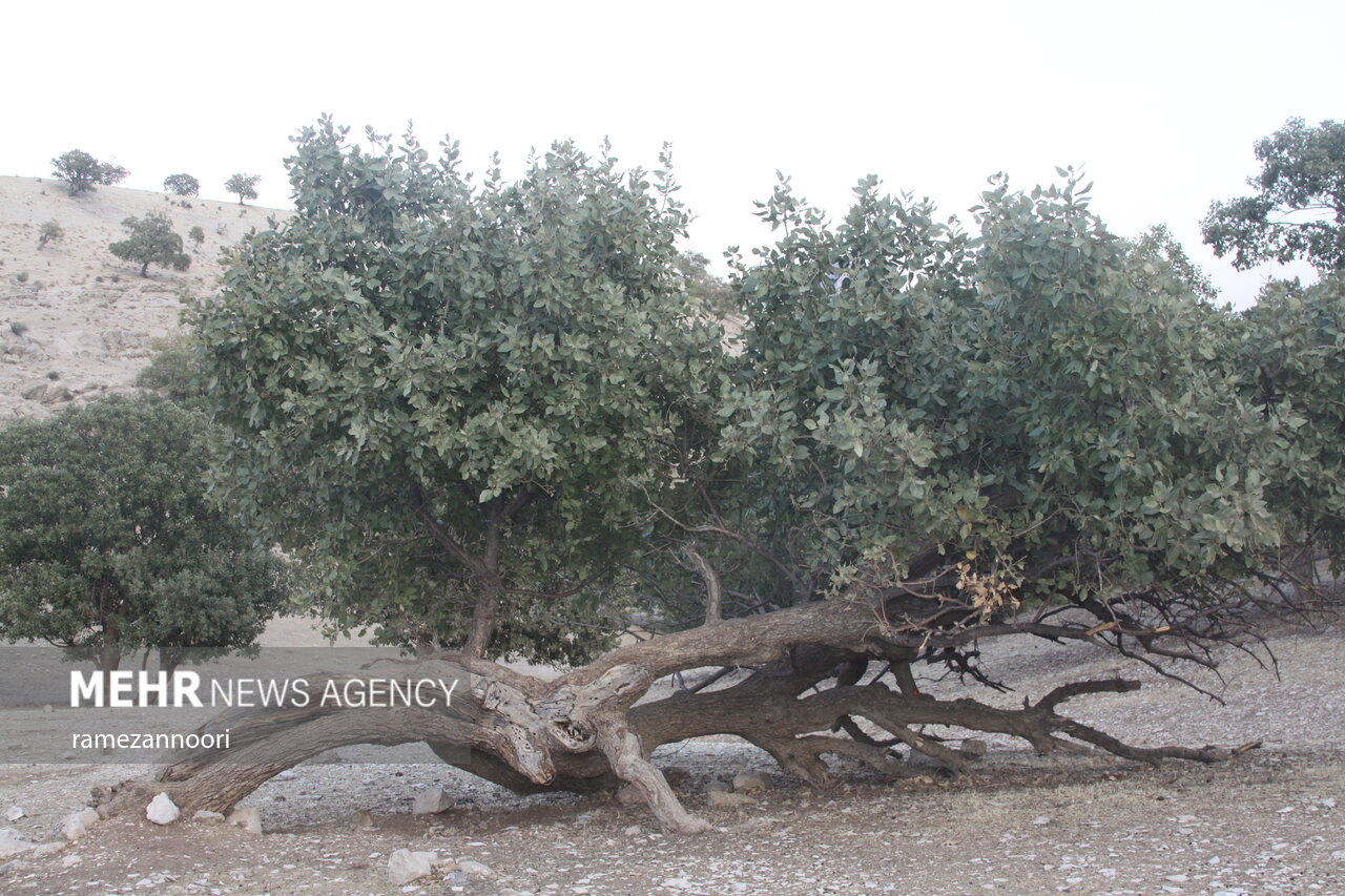 ۳۰ هکتار از درختان بلوط زاگرس در فارس قطع شده است