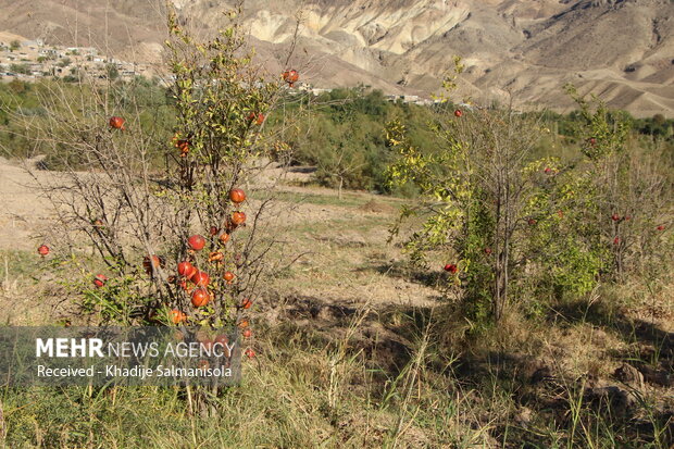 گشتی در باغ های انار روستای نمهیل شهرستان خلخال
