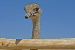 پرورش شترمرغ در زابل